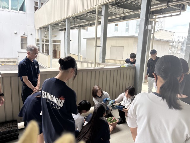 苗の植え方説明