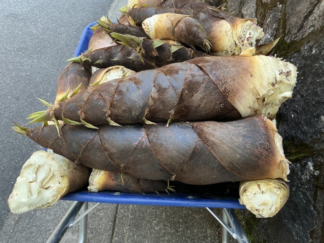 「たけのこの里」ならぬ「筍の山」