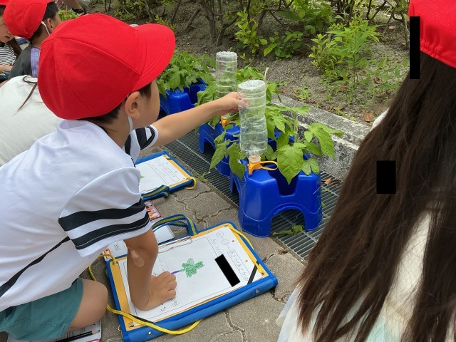 あさがおの観察2
