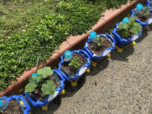 ２年　野菜の苗
