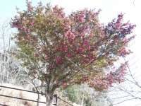 幸海ふれあいパークのさざんか