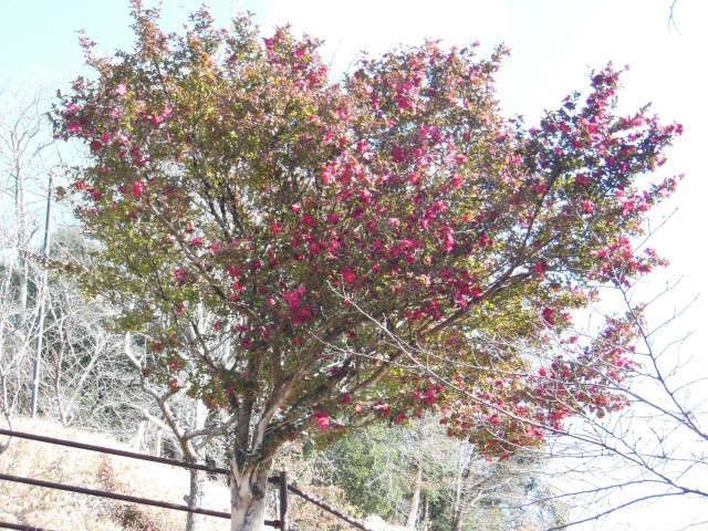 幸海ふれあいパークのさざんか