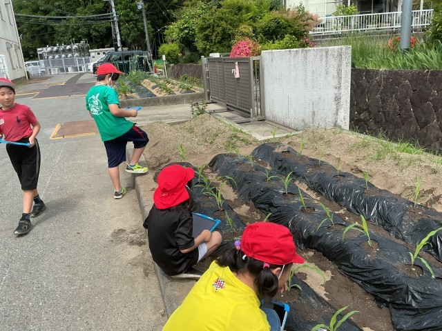 観察のために写真を撮ってます。