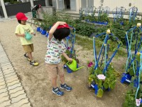 アサガオの花が咲きました！