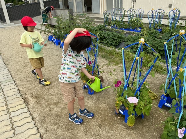アサガオの花が咲きました！
