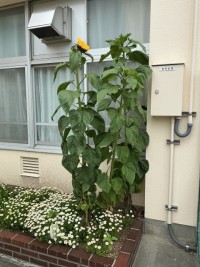 校長室前の「ひまわり」