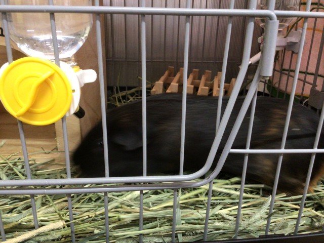 はづきちゃんの家