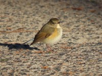 ルリビタキのメス