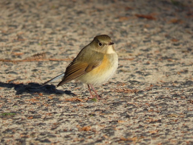 ルリビタキのメス