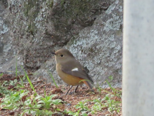 ジョウビタキのメス