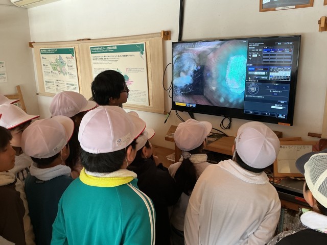 ムササビの巣箱の中